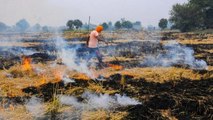 Punjab ground report: 280% rise in stubble burning since 2019