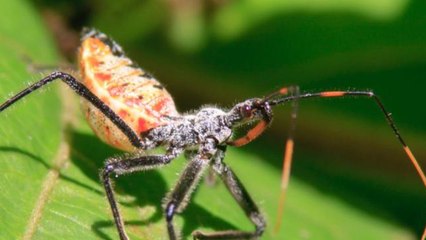 Download Video: Los animales más mortíferos de la naturaleza