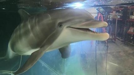 Robot Lumba-lumba Bisa Selamatkan Alam?