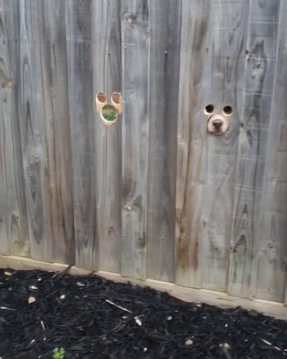 Trous  pour les chiens dans une palissade