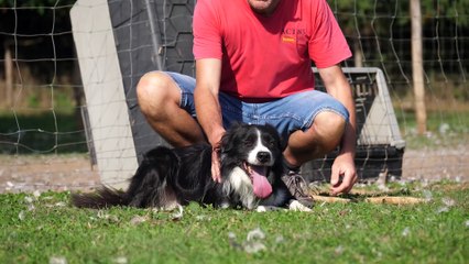 Chien de conduite dans les élevages