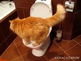 A cat drinks from the toilet [Cat drinks from the toilet]