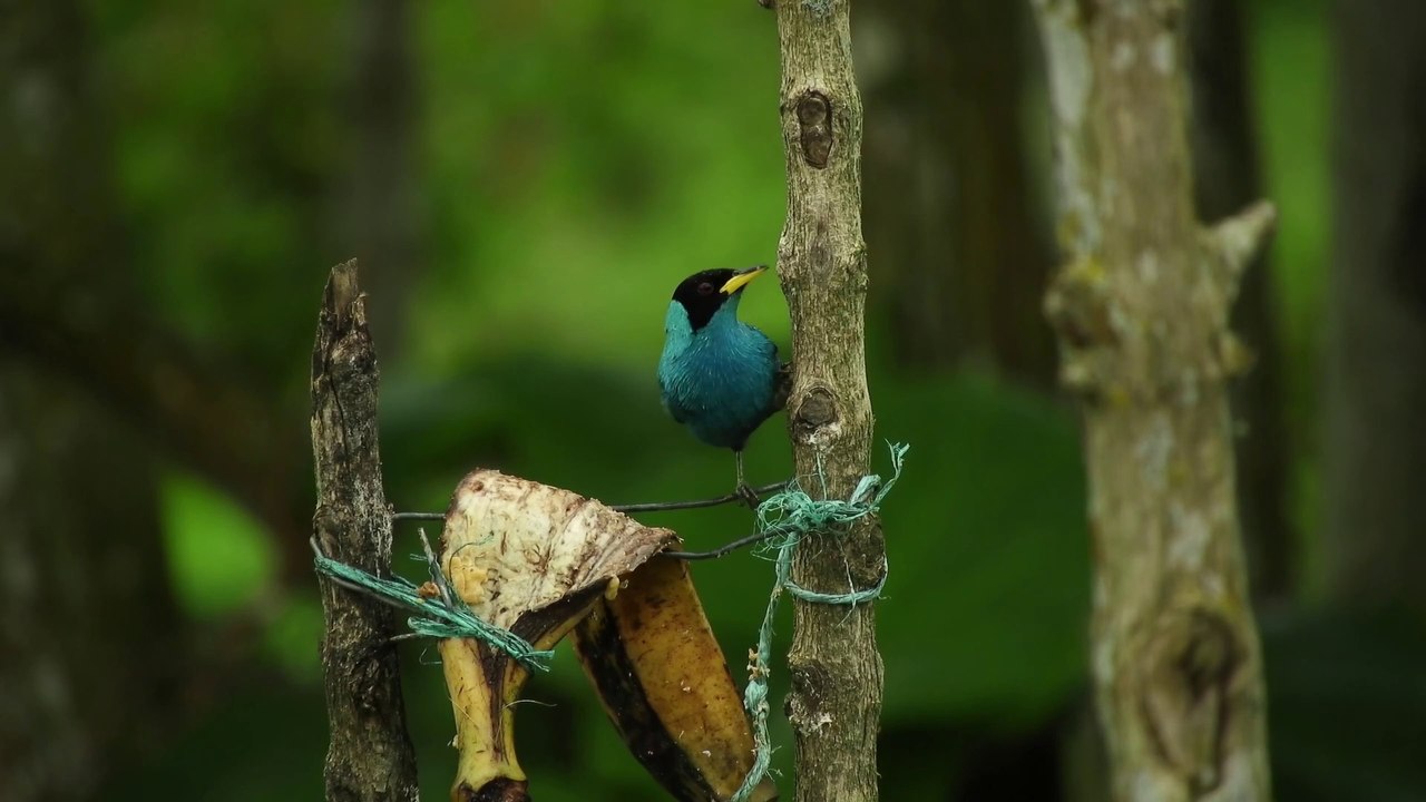 30 Cutest Birds In The World | Cutest Parrots | Cutest Birds in the World | Funniest Animals