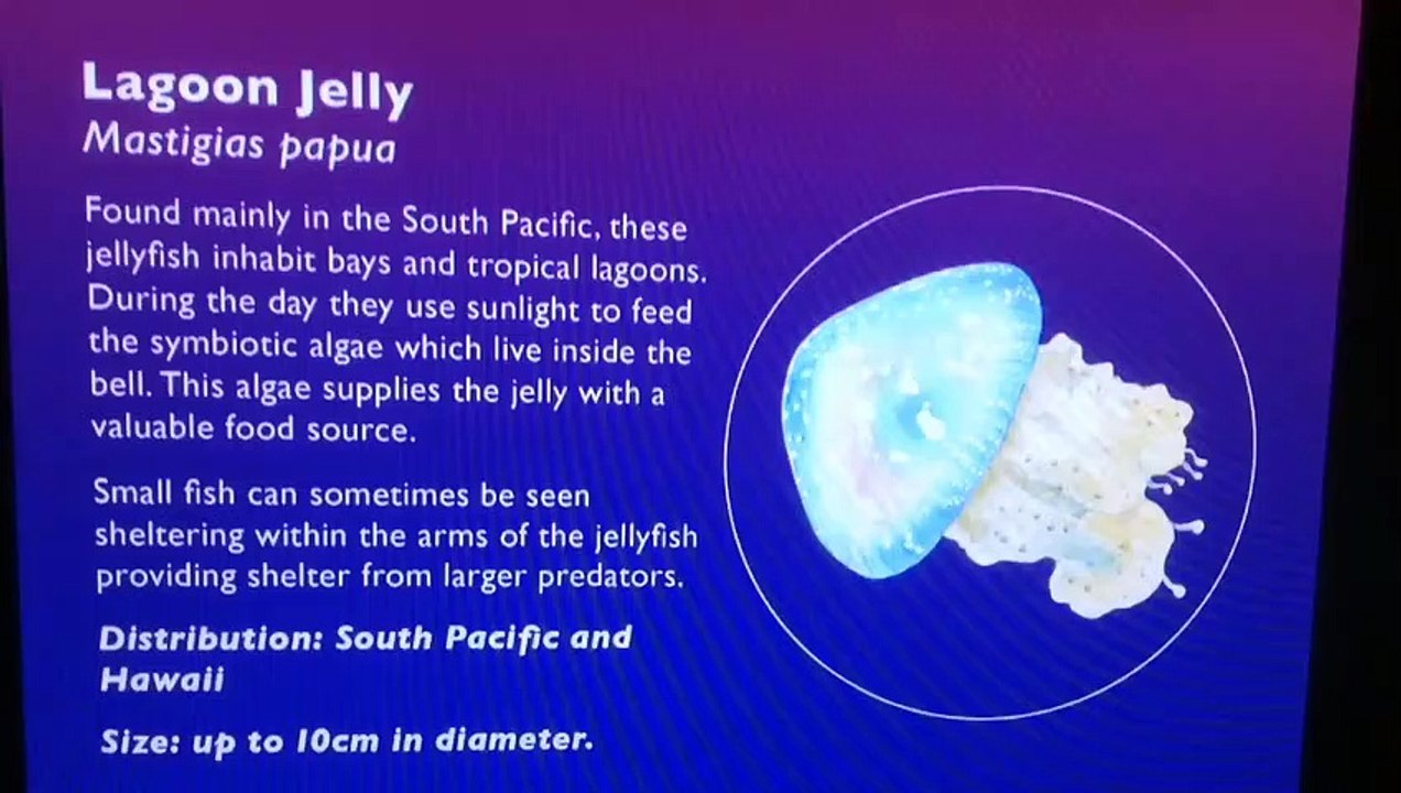 lagoon jellyfish