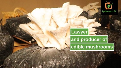 Burkina Faso: Lawyer and producer of edible mushrooms