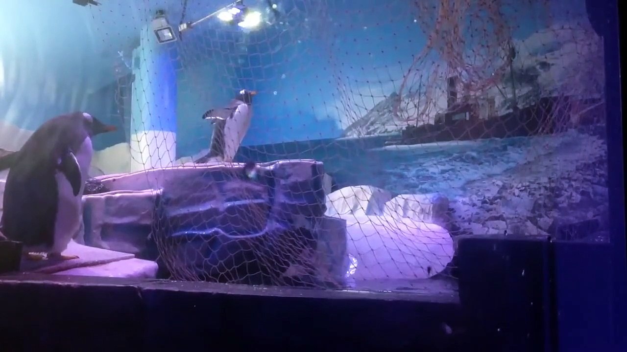 penguins