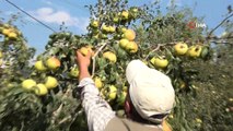 Müşteri olmadığı için yüzlerce ton armut dalında çürümeye terk edildi