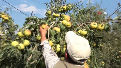 Müşteri olmadığı için yüzlerce ton armut dalında çürümeye terk edildi