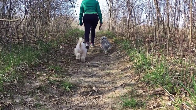 Funny Dog Videos 2020 | Dogs and Cats & Owners Are Always the Best Friends | It's time to Laugh