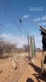 Caracal Cat - Feeding hungry Big African cat by stick - Slow motion High Jump Catch