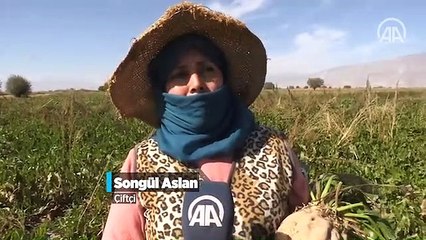 Traktör direksiyonuna geçen kadın çiftçiler pancarın 'tatlı' yolculuğu için mesaide