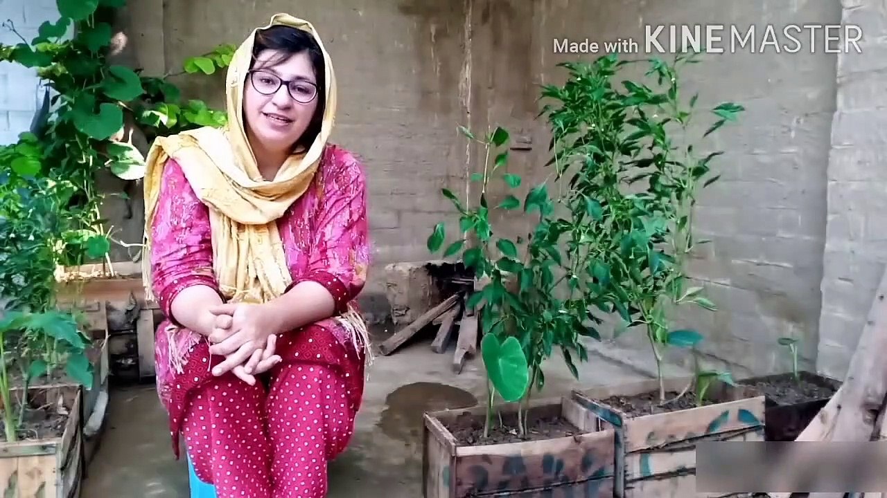 How to maintain plants - re-pot plants - tips for repotting plants - replace plants