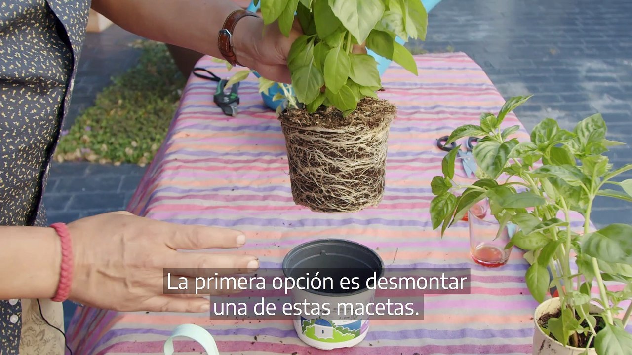 Cómo hacer eterna la planta de albahaca que compras en el súper