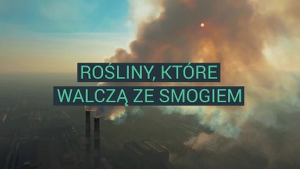 Rośliny, które walczą ze smogiem