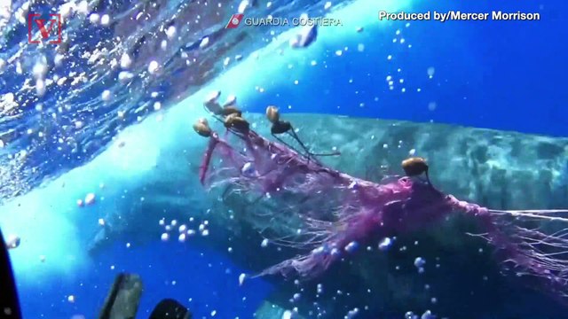 Check Out This Sperm Whale Caught in Fishing Net Trying to Be Freed by Italian Coastguard