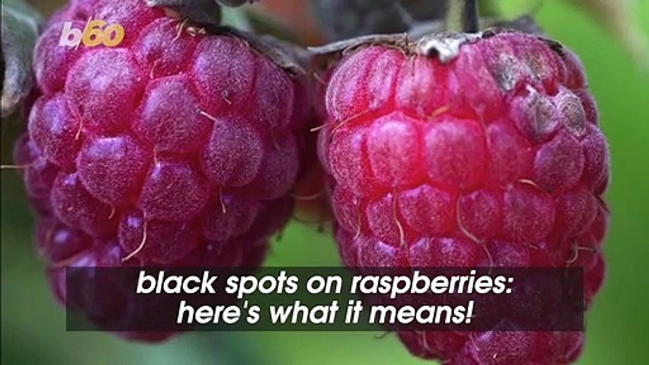 Black Spots On Raspberries: Here's What It Means! - video Dailymotion