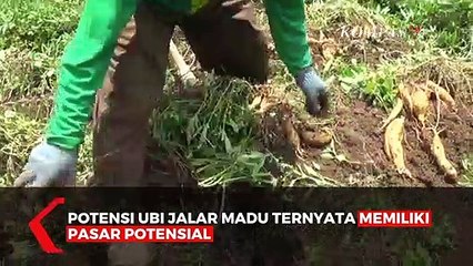 Ubi Jalar Tembus Pasar Manca Negara