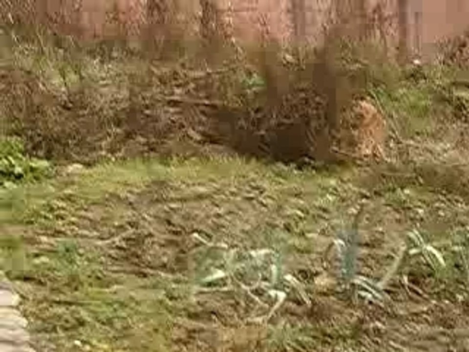 Mon chien et mon chat,poursuite!