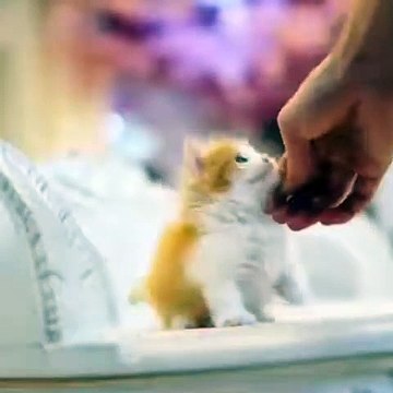 #BABY CATS #FUNNY CATS #AW ANİMALS CUTE AND BABY  CAT VİDEOS COMPİLATİON AW ANİMALS