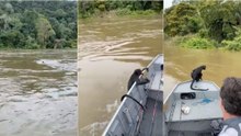 Homens encontram macaco em apuros num rio e fazem a boa ação do dia