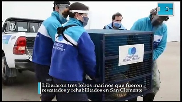 Liberaron tres lobos marinos que fueron rescatados y rehabilitados en San Clemente