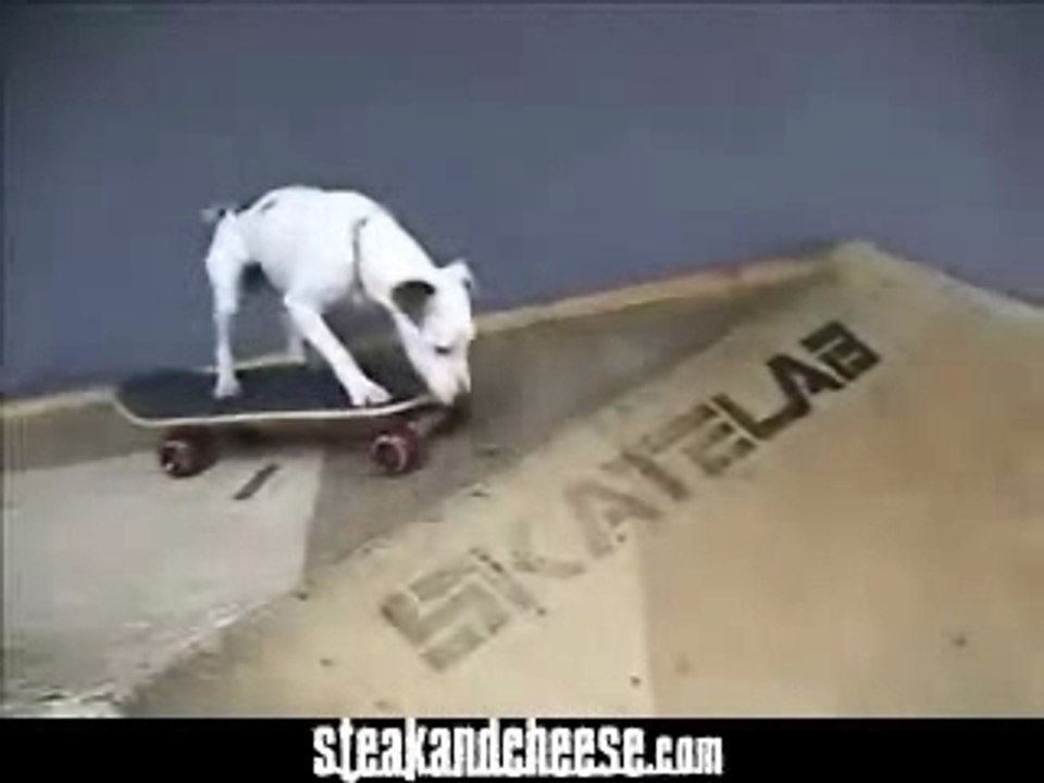 Skateboard dog