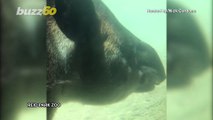 Tapir Holds Her Breath Underwater in Impressive Video