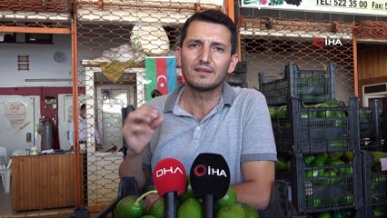 Artan avokado hırsızlığı üreticileri isyan ettirdi