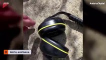 Joven encuentra una araña cazadora australiana en sus audífonos