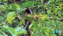 DOCUMENTAL DE ANIMALES SALVAJE PARTE 3 - TAILANDIA SALVAJE_(WILD ANIMALS DOCUMENTARY PART 3 - WILD THAILAND)