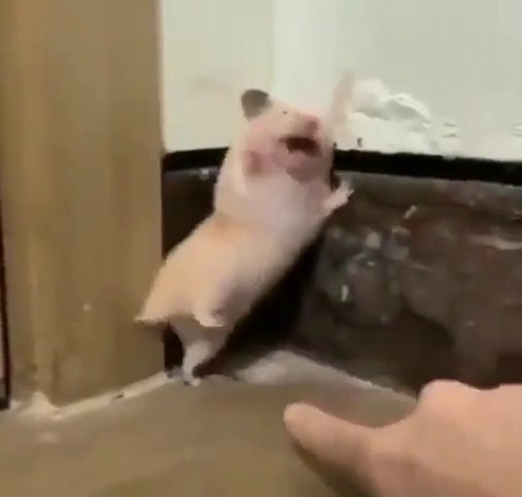 The look on its face