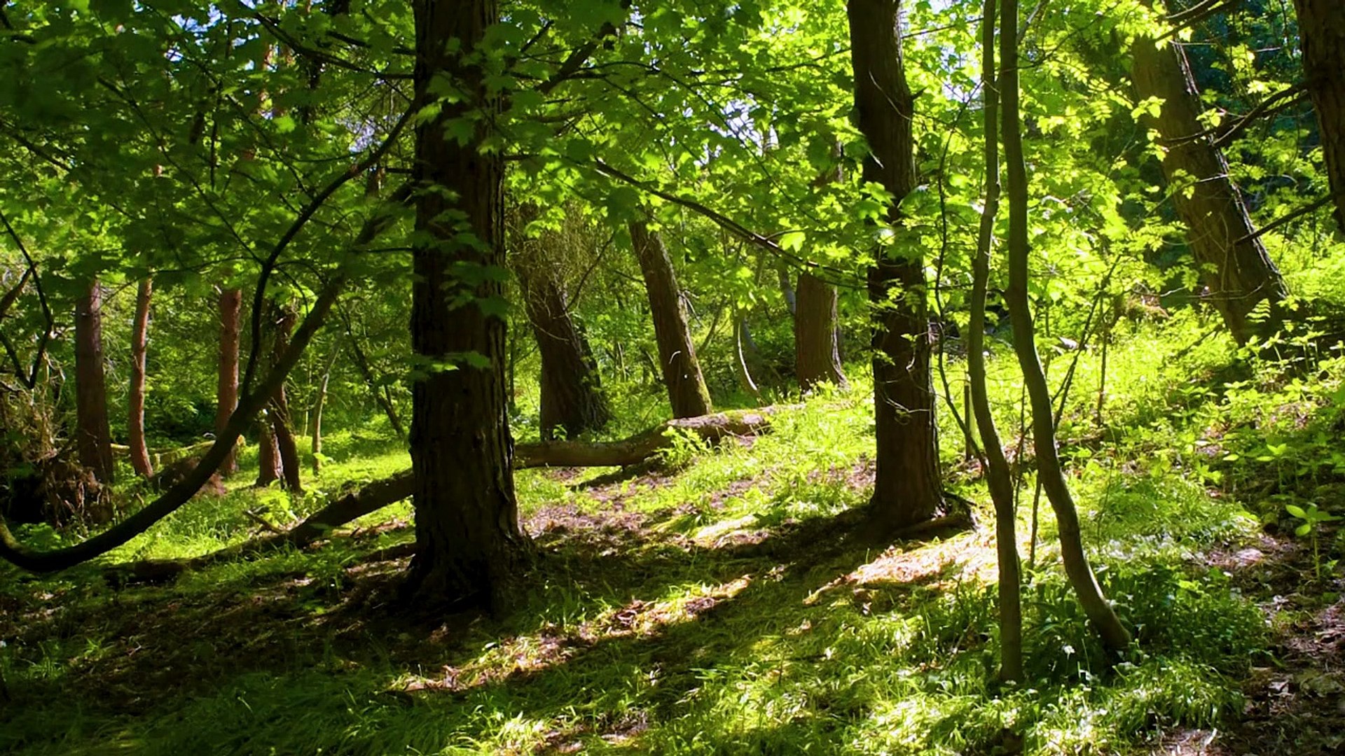 ⁣Free Sound Effects - Nature Sounds (Royalty free Non Copyrighted Sound Effects)