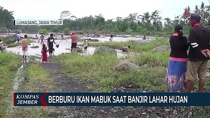 Warga Berburu Ikan Mabuk Saat Banjir Lahar Hujan