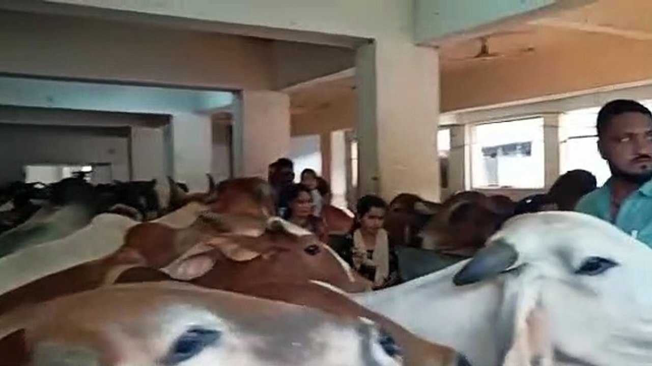 नमो ग्रुप द्वारा गोशाला में गौ माता को  खली के लड्डुओं का आहार कराया