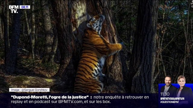 L'étreinte : la plus belle photo animalière de l'année selon le Natural History Museum de Londres