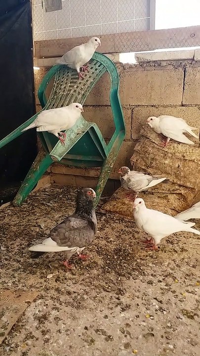 Beautiful birds
