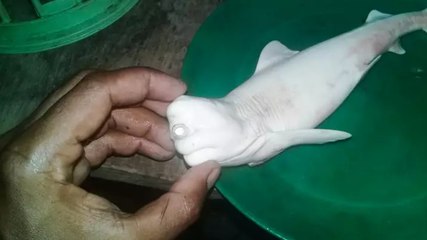 Un pêcheur attrape un bébé requin albinos à un seul oeil dans ses filets