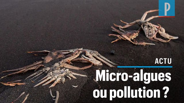 Catastrophe écologique en Russie : Greenpeace cherche encore le coupable