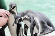 Penguin at Danish zoo declared as world's oldest