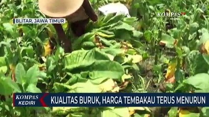 Akibat Cuaca Buruk Harga Tembakau Di Tingkat Petani Anjlok
