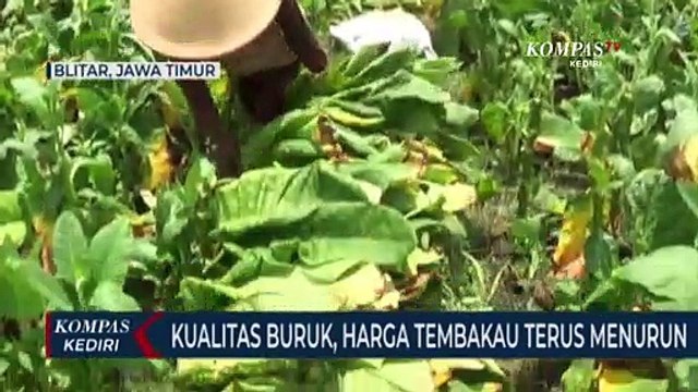 Akibat Cuaca Buruk Harga Tembakau Di Tingkat Petani Anjlok