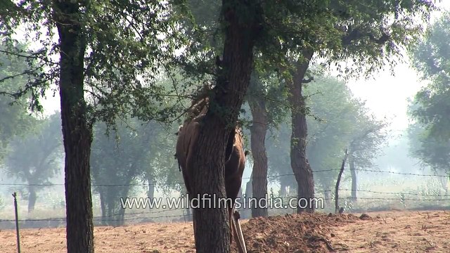Have you ever seen a camel ploughing fields?