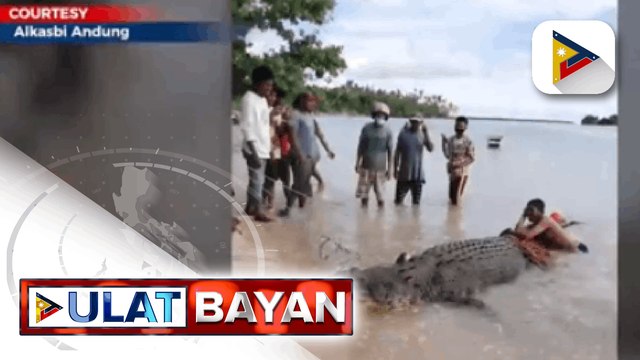 Isang buwaya, natagpuan sa dalampasigan ng Taytay sa Tawi-Tawi; Isa pang buwaya, agaw-atensyon din sa Palawan