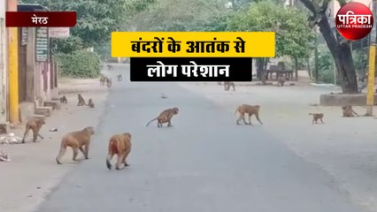 बंदरों के आतंक से लोग परेशान, यह है पूरा मामला