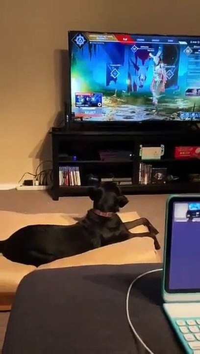 Un chien effrayé par un personnage de « Apex Legends »
