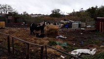 RSPCA and World Horse Welfare at Hetton  allotments