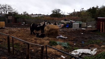 RSPCA and World Horse Welfare at Hetton  allotments