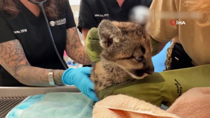 - California'daki yangında annelerini kaybeden dağ aslanları hayvanat bahçesinde