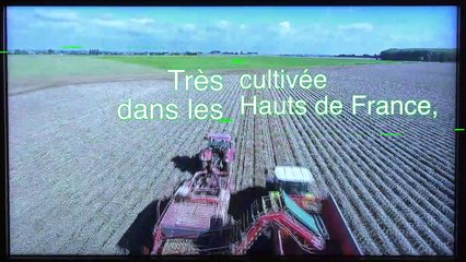 Sorties : PATATE ! L'expo 100% pomme de terre au PLUS - 16 Octobre 2020