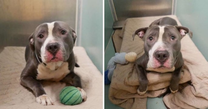 Aux États-Unis, un couple abandonne son chien dans un refuge après la naissance de son enfant